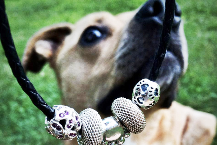 Dog sniffing a bracelet with different jewelry charms on it